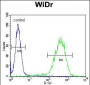 CHCHD2 Antibody (Center)